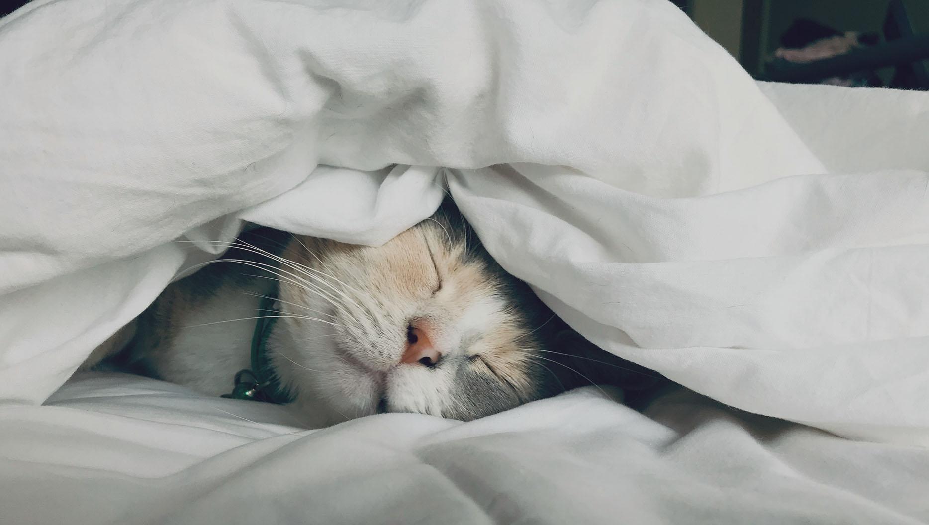Do We Overvalue Sleep? Featured Image