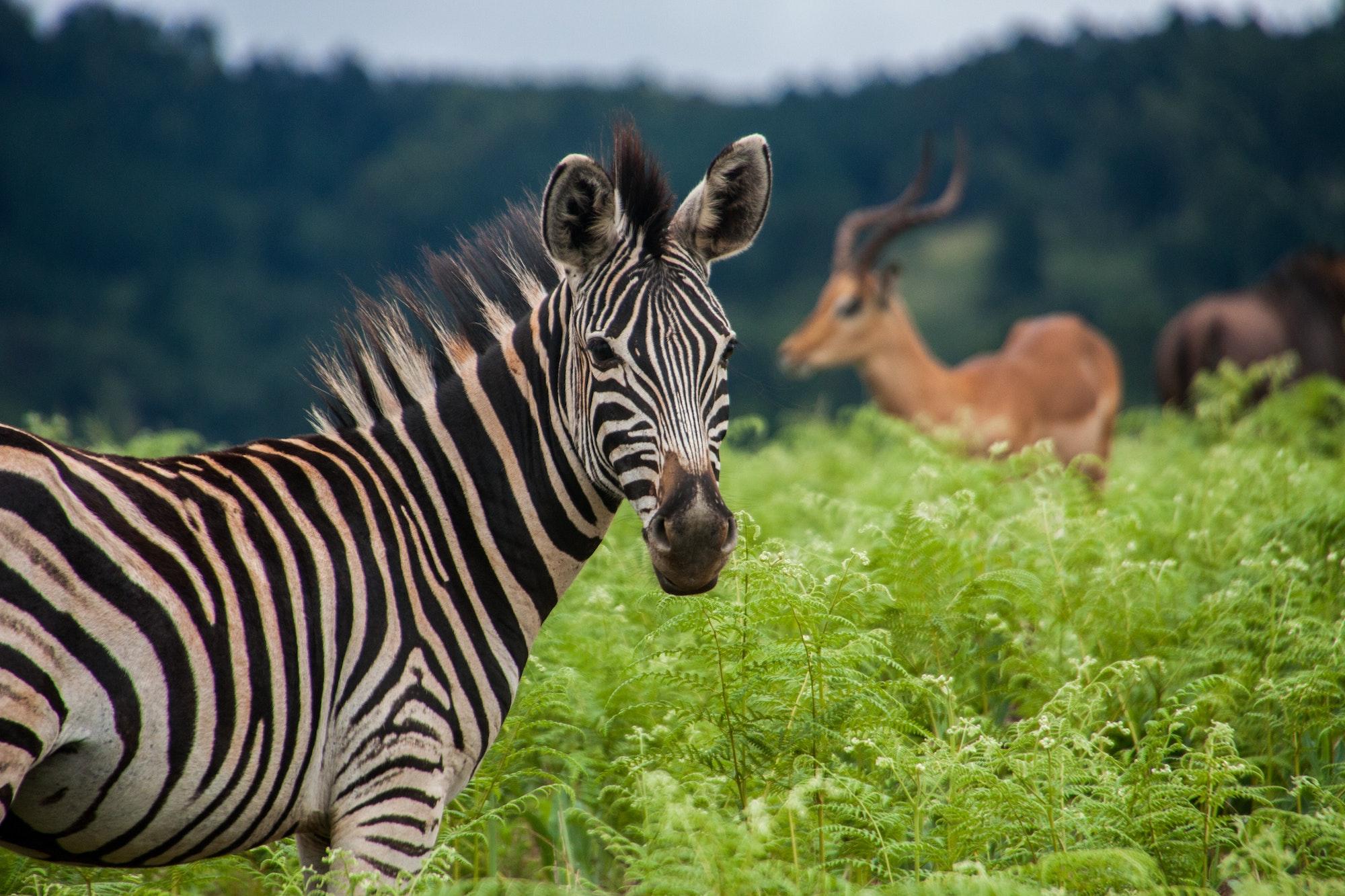 Swaziland and the book of Acts (Part 1) Featured Image