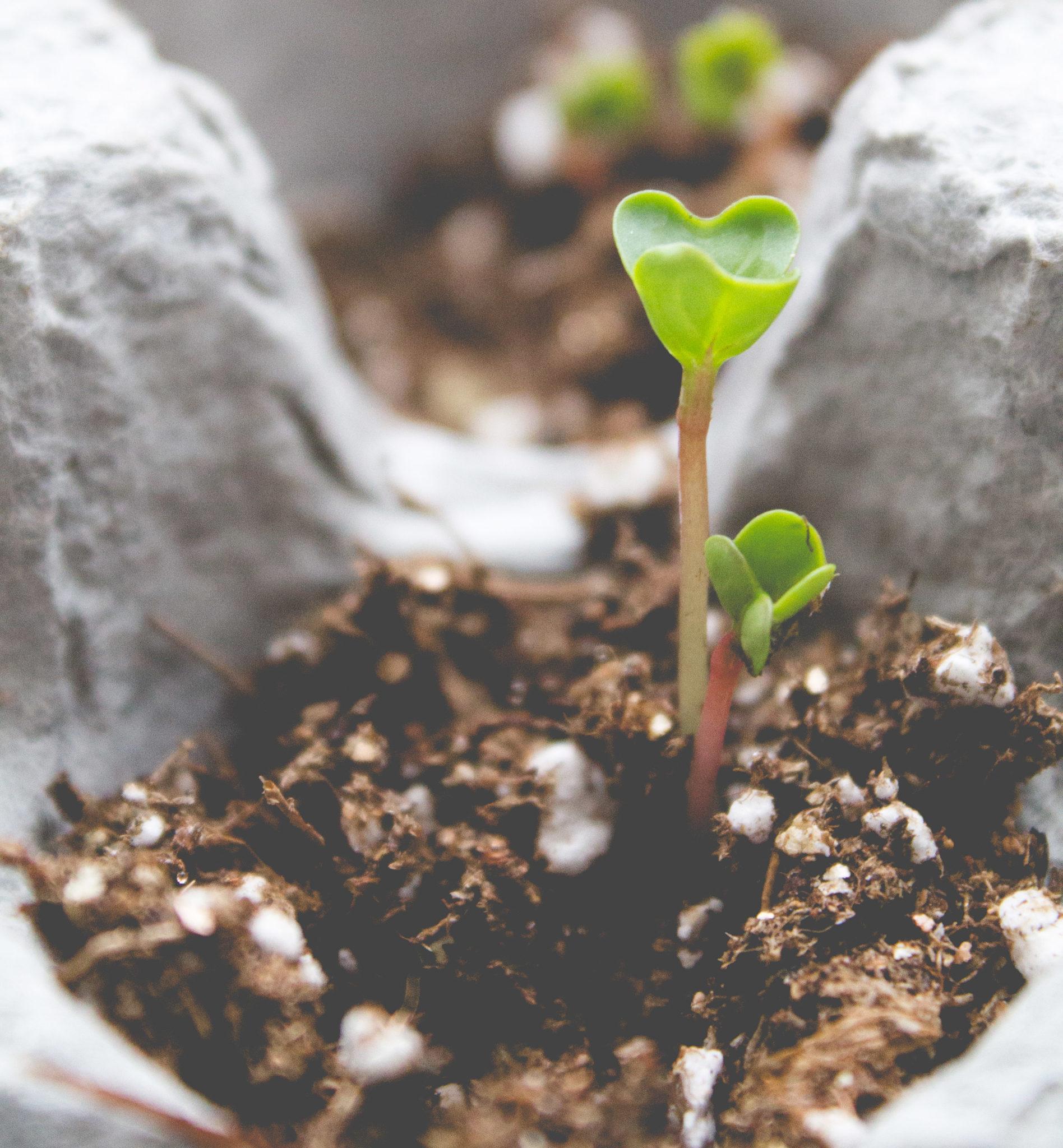 Reflection: A plant grows Featured Image