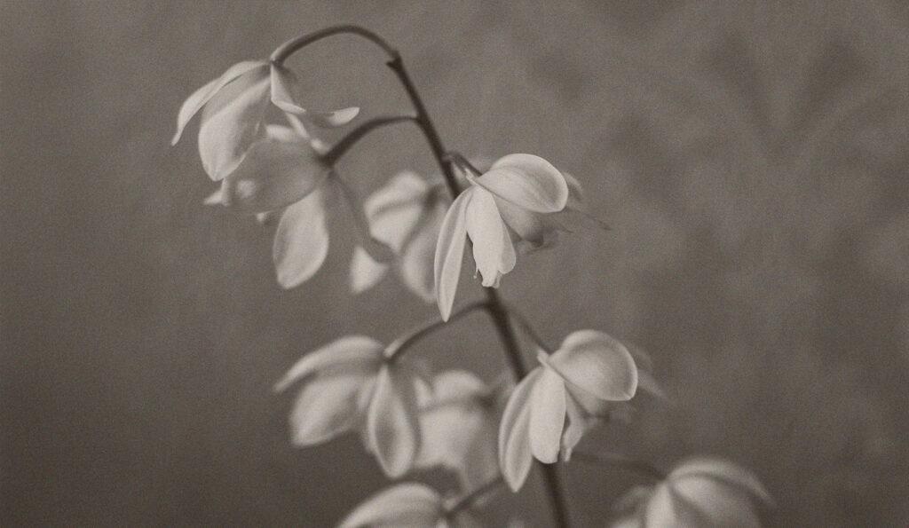 Understanding Grief: A Journey Through Loss