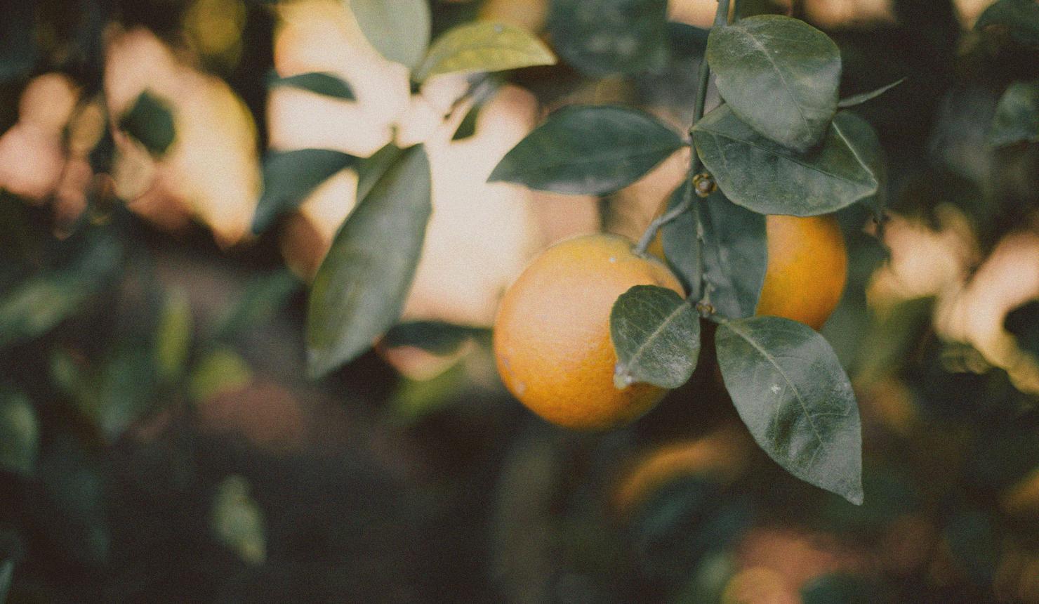 Sowing Seeds for the Good of the Church