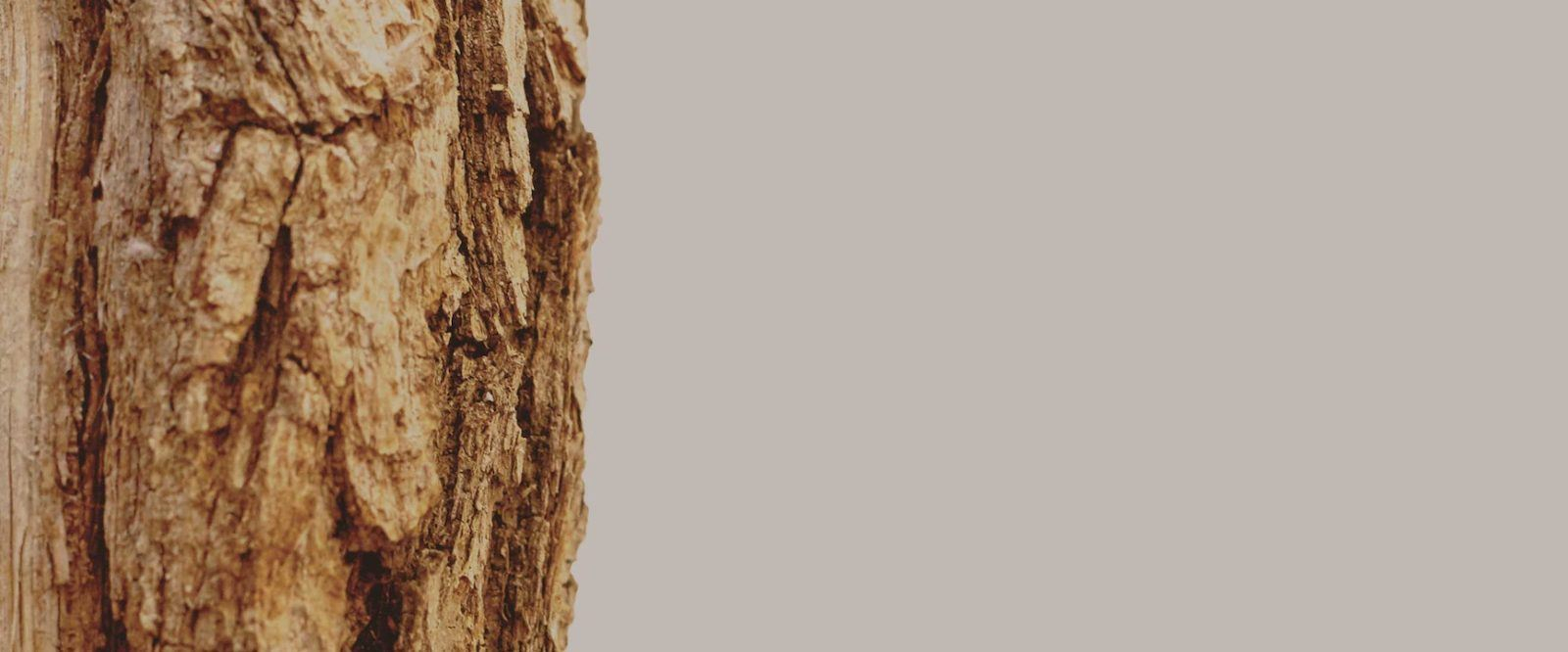 Hero banner image for Family Curriculum