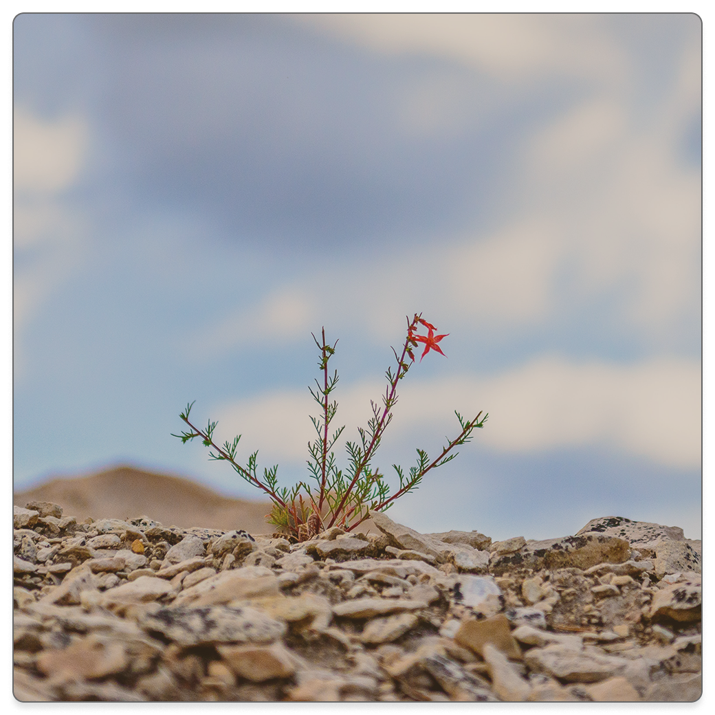 Spiritual Growth in the Face of Psychiatric Disorders