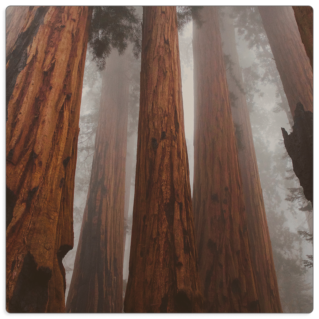 50 Years: How CCEF Has Grown – and Seeks to Keep Growing