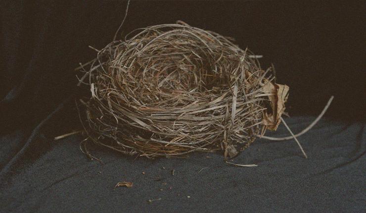 The Empty Nest: Beauty for Ashes