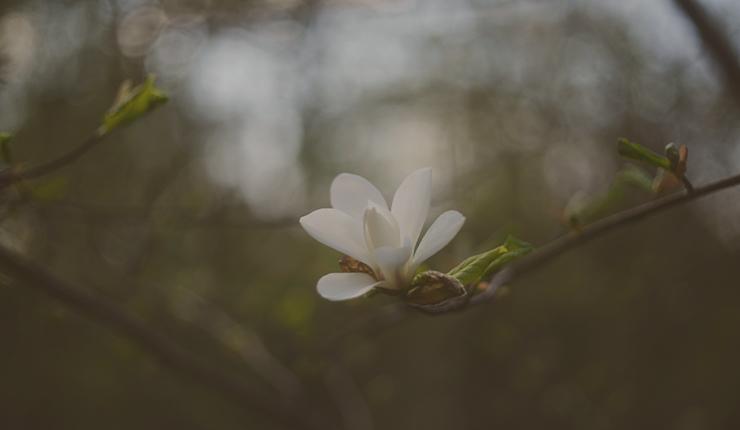 We Are All Late Bloomers