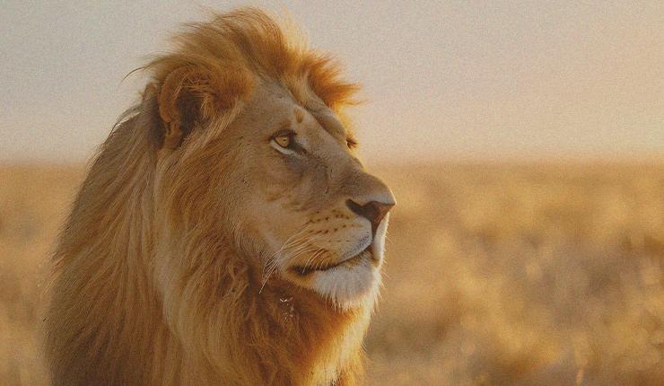 Christ's Kingship and Counseling
