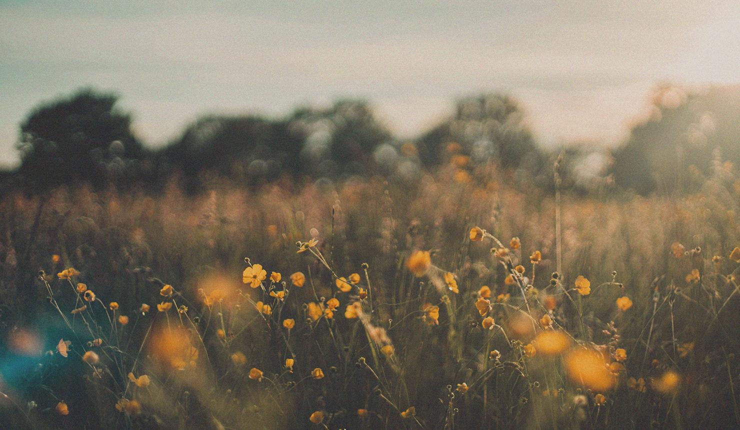 A Bright Future for Biblical Counseling Featured Image