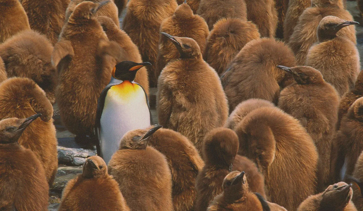 Loneliness: How to Find Connection in a Disconnected World Featured Image