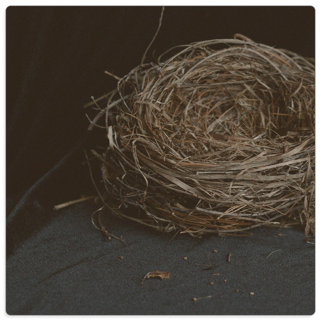 Featured image for The Empty Nest: Beauty for Ashes