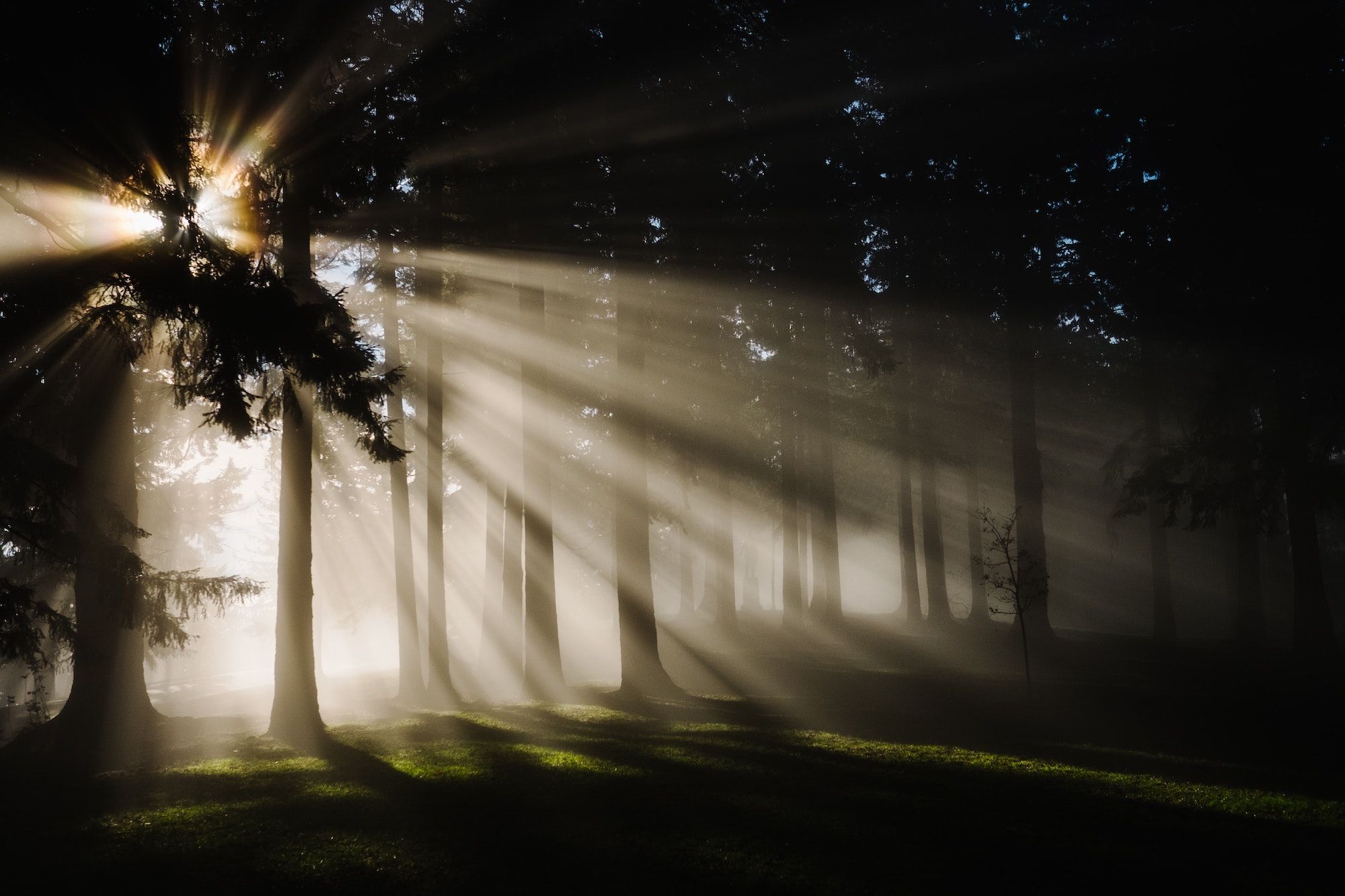 Featured Image for Incarnate: A Poem