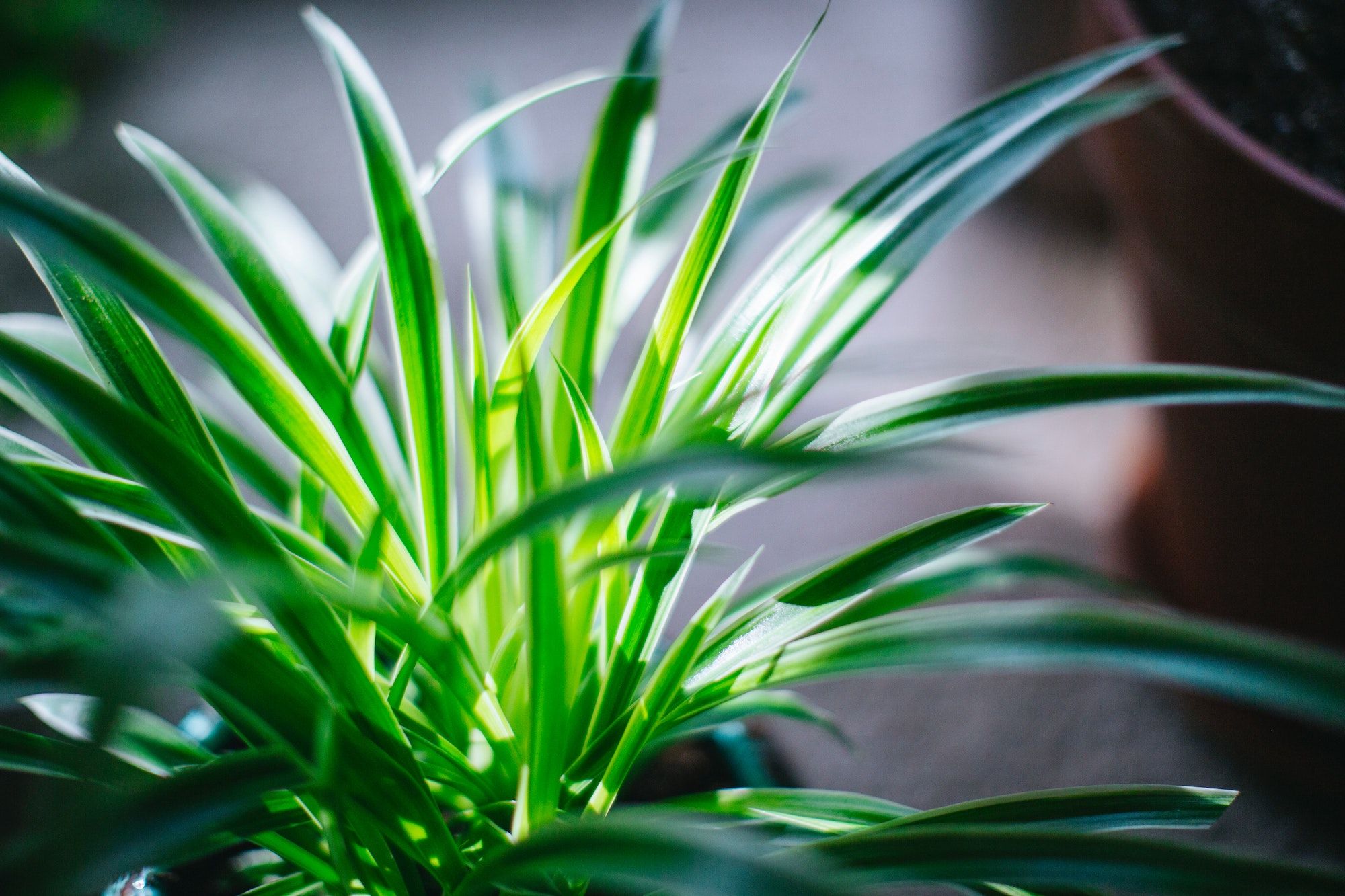 Featured Image for On love and spider plants