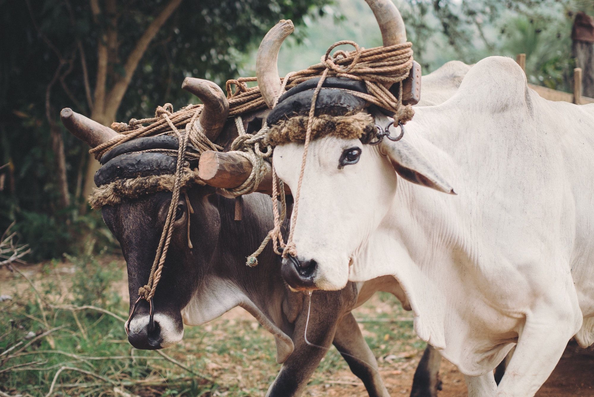 Featured Image for Whose Yoke Are You Under?
