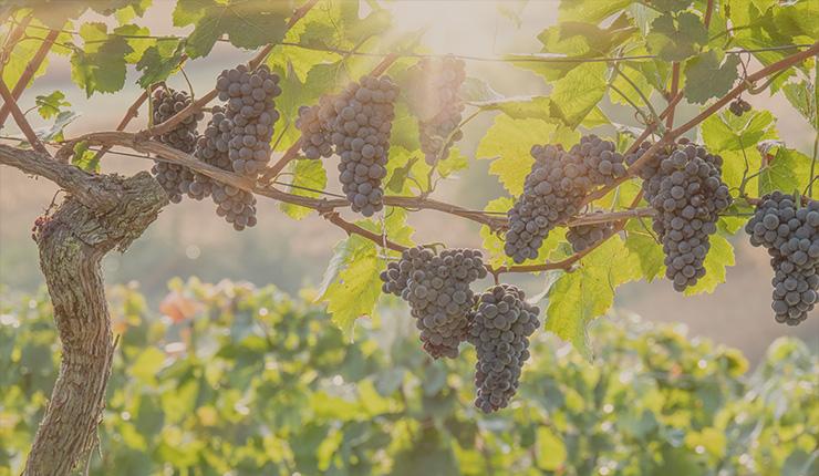 Cultivating the Vineyard: Solomon’s Counsel for Lovers Featured Image